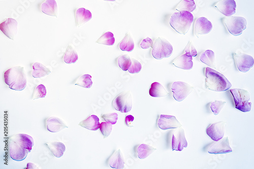 Purple flower rose petals on light background. 