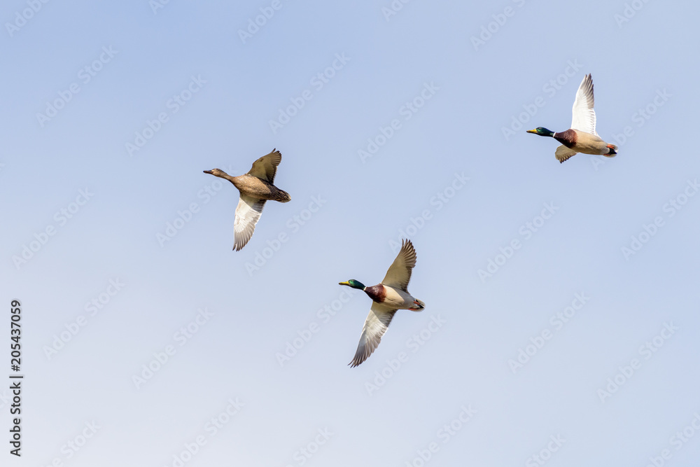 Three ducks (common mallard)  in flight against a blue sky