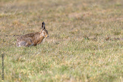 Portrait of a hare (lepus europaeus) sitting in a field