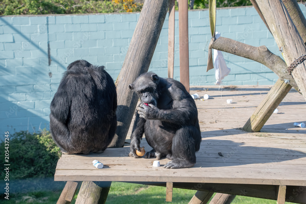 Chimpanzee easting food sitting on a wooden platform
