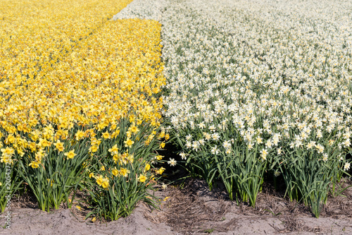 Fototapeta Naklejka Na Ścianę i Meble -  daffodil field in the Netherlands