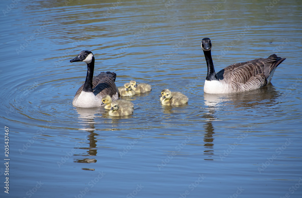 A goose with their baby goslings A goose with their baby goslings