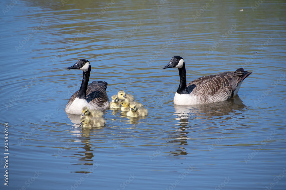 A goose with their baby goslings A goose with their baby goslings
