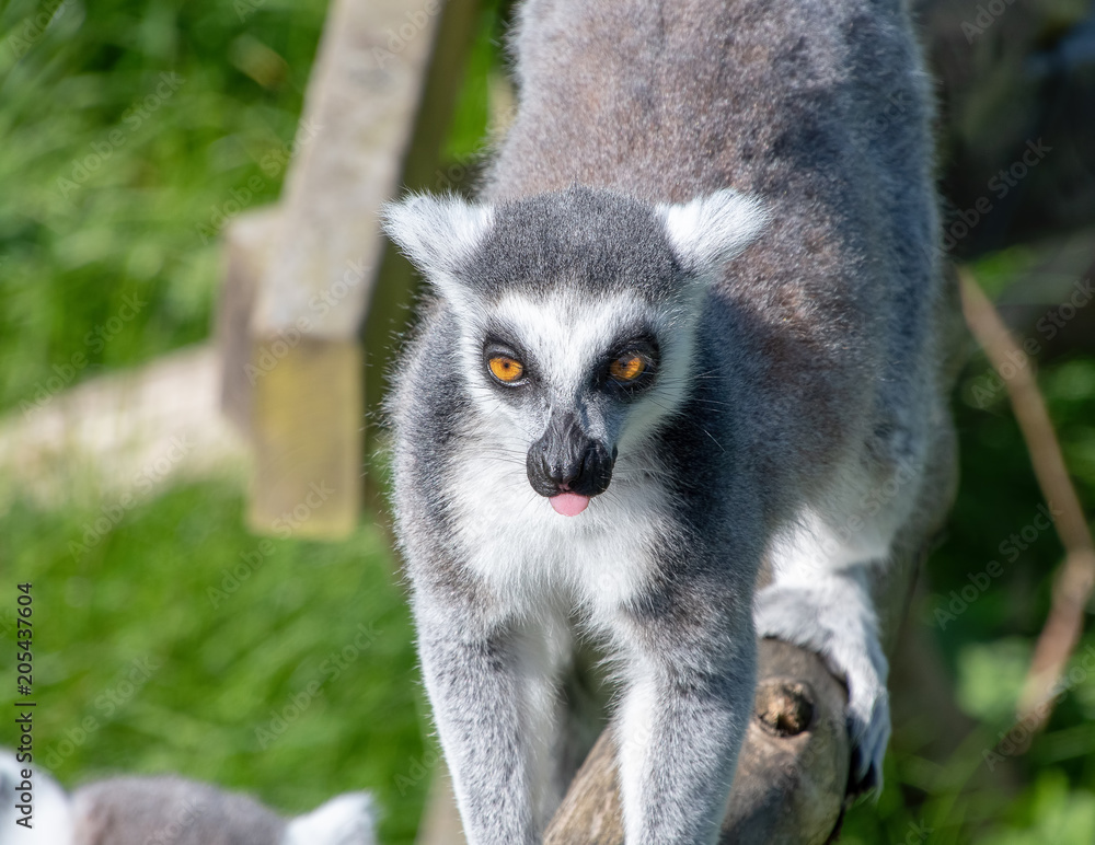 Obraz premium Ring tailed lemur walking along a branch
