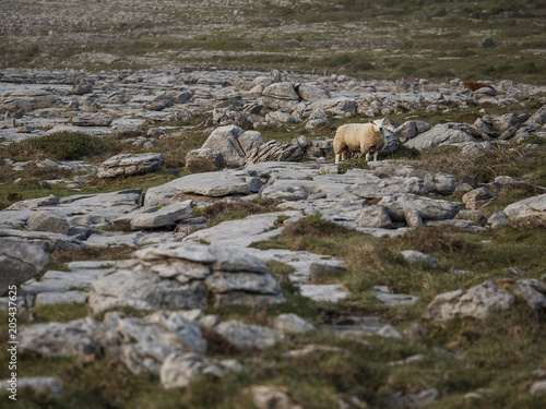 White sheep in a mountain region.  West of Ireland.