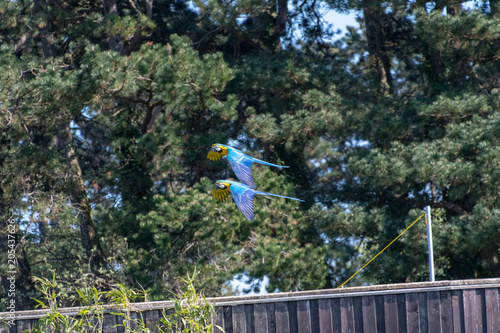 Blue and yellow Macaw's flying in the sun