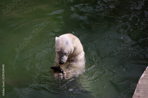 Polar bear with fish