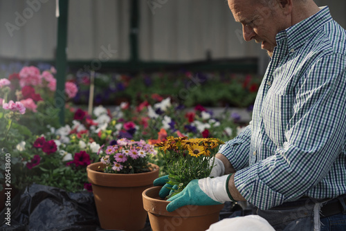 Senior man transplanting plants. © karrastock