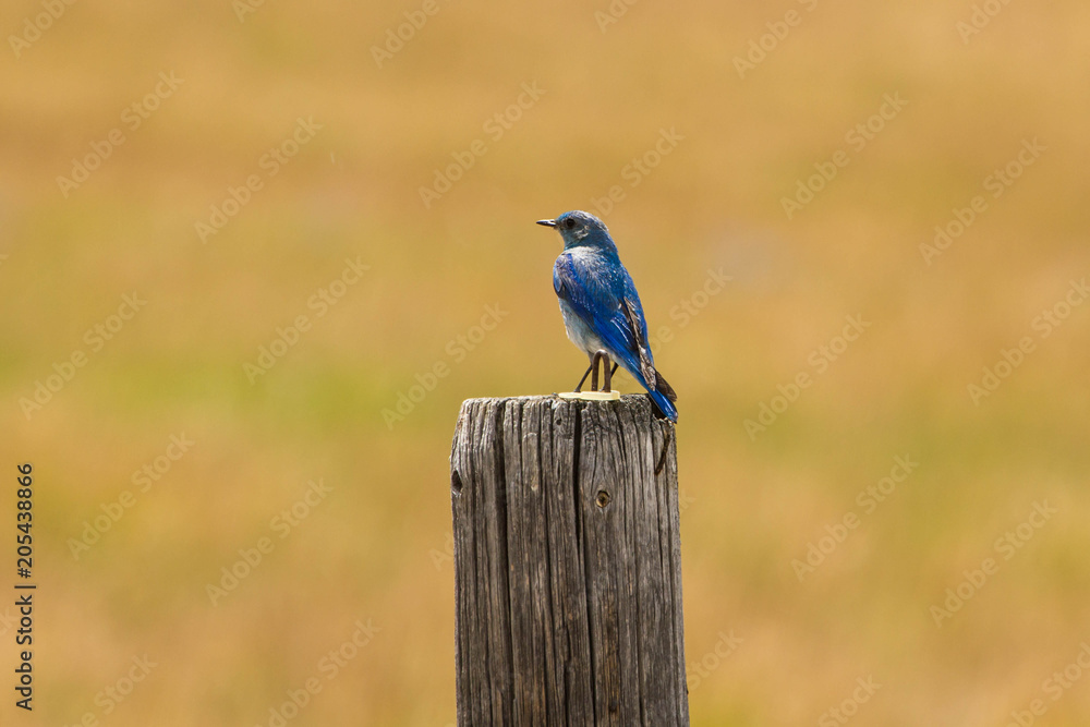 Mountain Blueburd on a Post