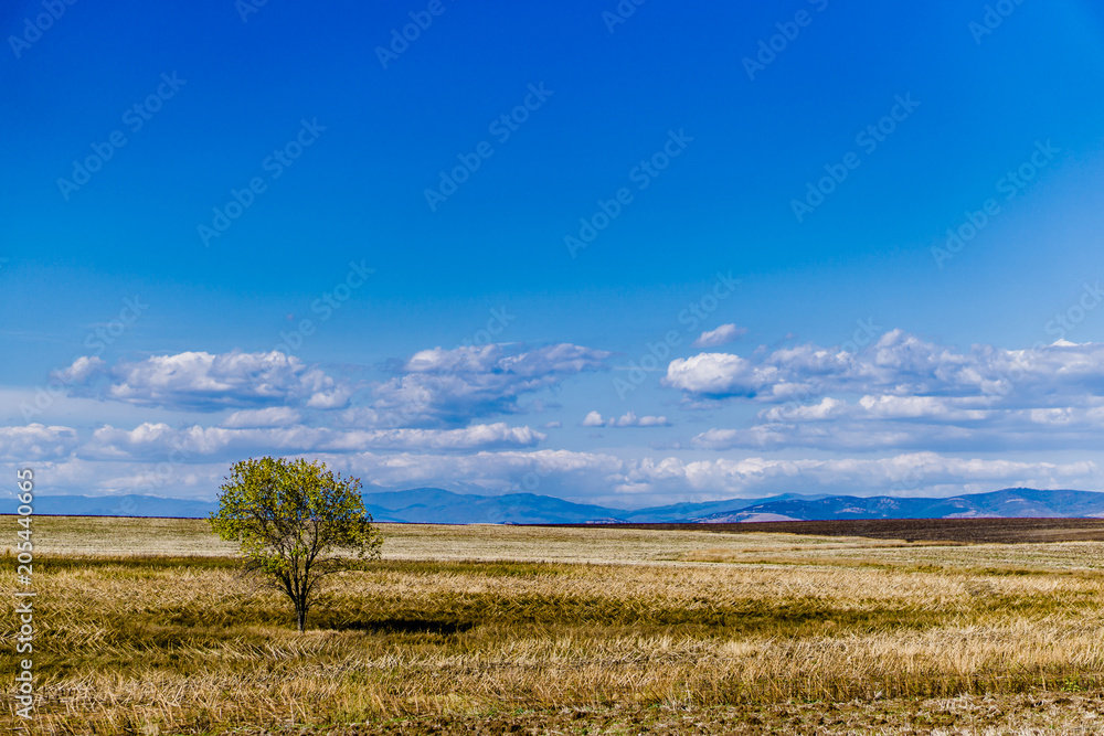 Tree in the field 