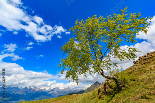 Birch tree growing horizontally from the slope with the Alps in the background , Italy