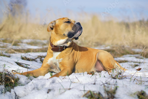 Fototapeta Naklejka Na Ścianę i Meble -  Serious fawn Ca de Bou dog (Mallorquin mastiff) with a collar lying down on a snow in winter