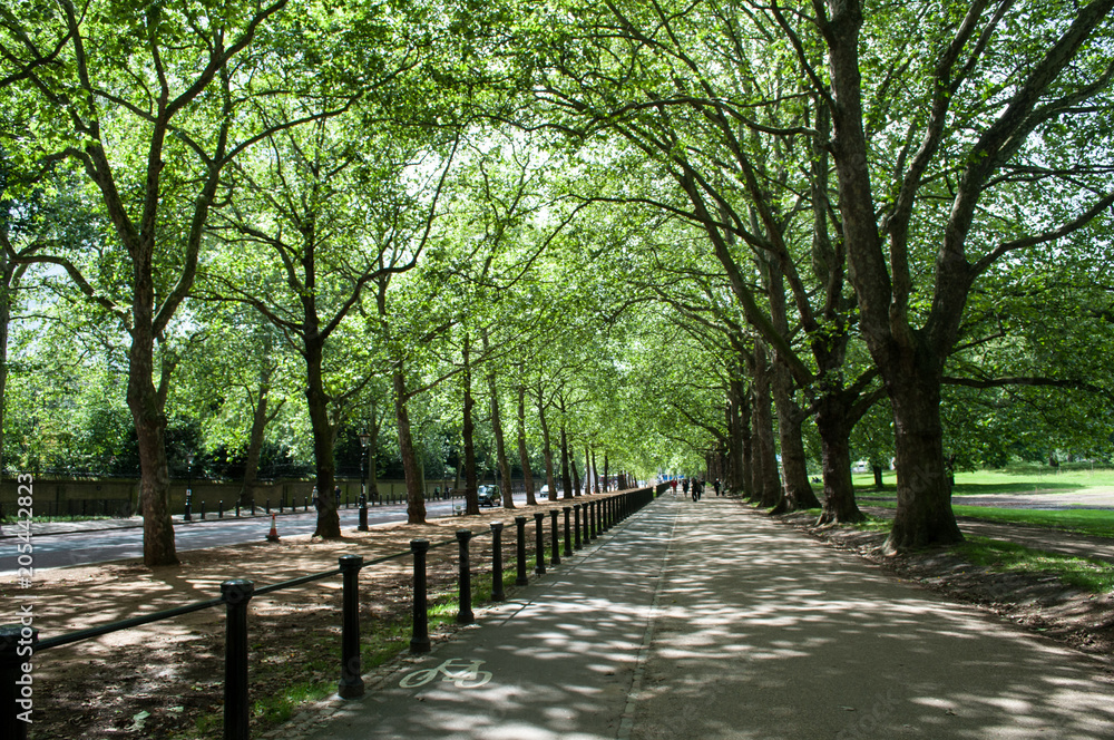 Street full of trees next to Buckingham Palace - London, United Kingdom Street full of trees next to Buckingham Palace - London, United Kingdom