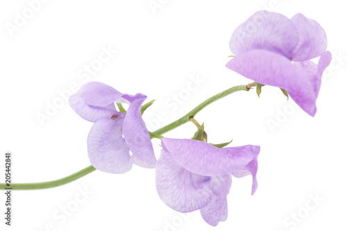 Fototapeta Naklejka Na Ścianę i Meble -  Flowers of sweet pea, isolated on white background