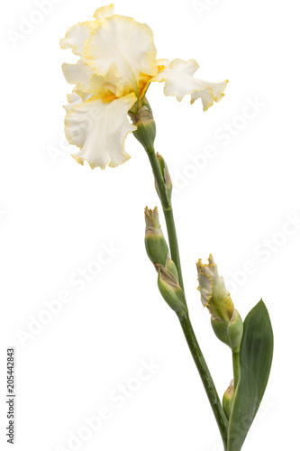 Fototapeta Naklejka Na Ścianę i Meble -  Yellow flower of iris, isolated on white background