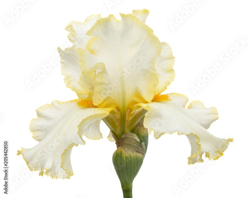Fototapeta Naklejka Na Ścianę i Meble -  Yellow flower of iris, isolated on white background
