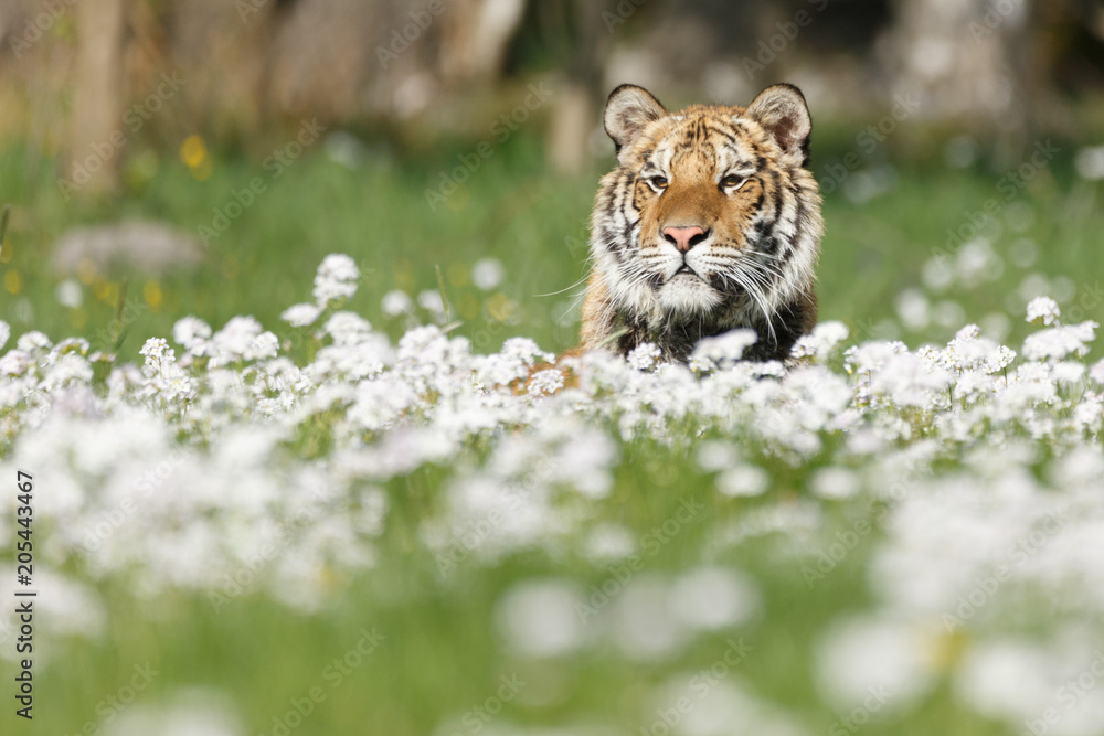 Sibirischer Tiger in Blumen