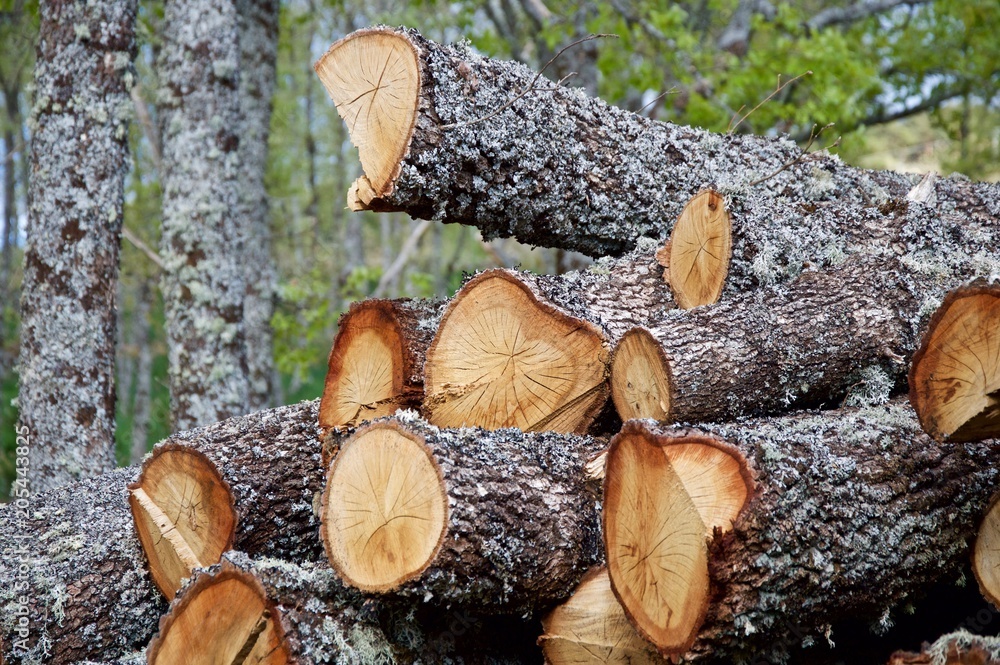 Logging of oaks in the forest Logging of oaks in the forest