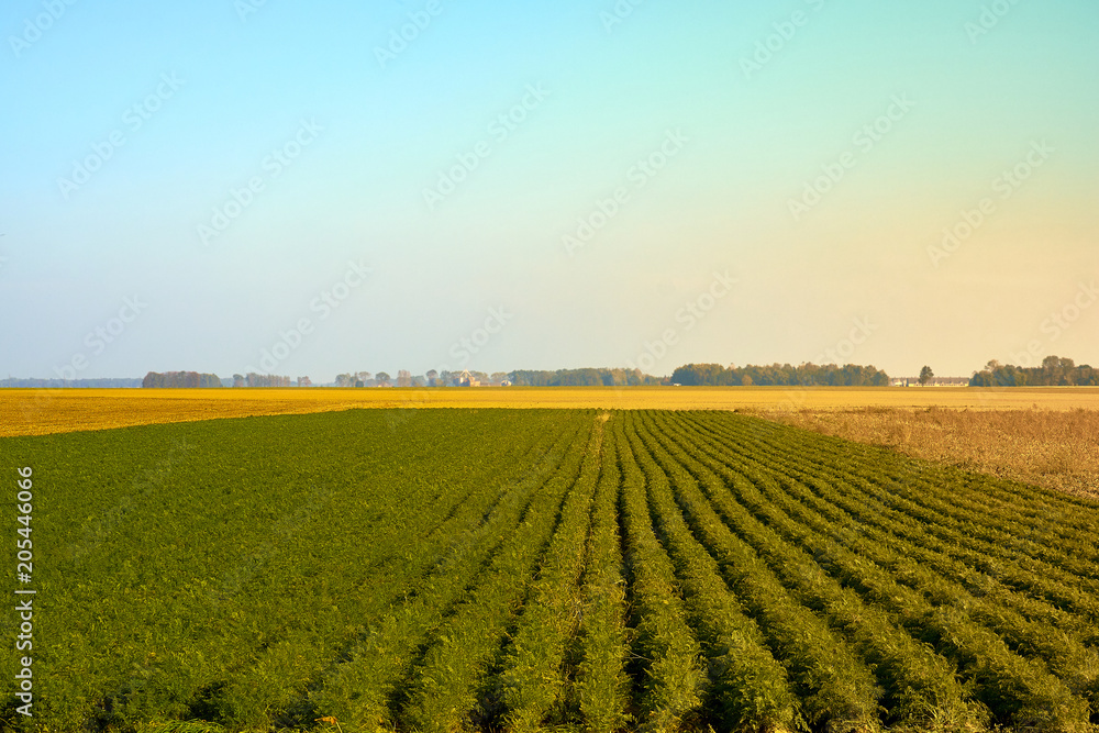 Agriculture green field with blue sky. Rural nature in the farm land. Straw on the meadow. Wheat yellow golden harvest in summer. Countryside natural landscape. Grain crop, harvesting.