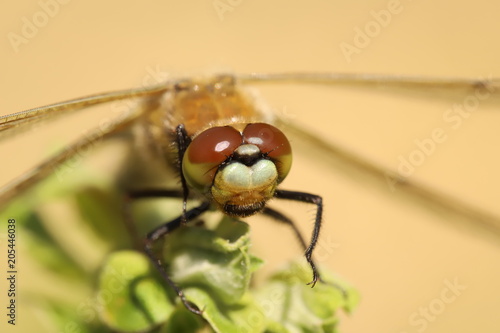 Dragonfly © ramund88