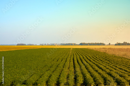 Agriculture green field with blue sky. Rural nature in the farm land. Straw on the meadow. Wheat yellow golden harvest in summer. Countryside natural landscape. Grain crop  harvesting.
