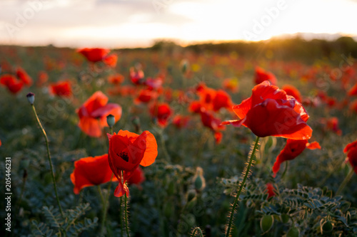 Horizontal View of Poppies Field Illuminated by the Setting Sun on Cloudy Sky Background.