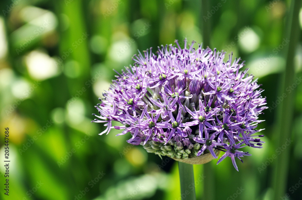 background, flower, green, onion, allium, natural, garden, nature, purple, gardening, plant, leaf, blossom, flora, bloom, decorative, botanical, blooming, beauty, color, summer, beautiful, closeup, fr background, flower, green, onion, allium, natural, garden, nature, purple, gardening, plant, leaf, blossom, flora, bloom, decorative, botanical, blooming, beauty, color, summer, beautiful, closeup, fr