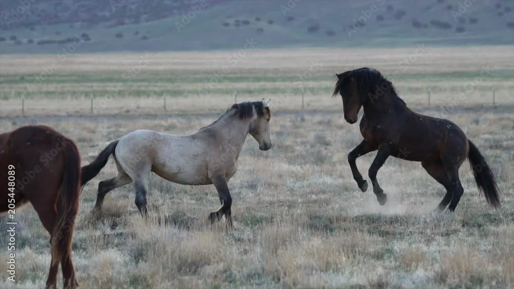 Slow motion of two wild horses fighting as they try to bite each other. Slow motion of two wild horses fighting as they try to bite each other.