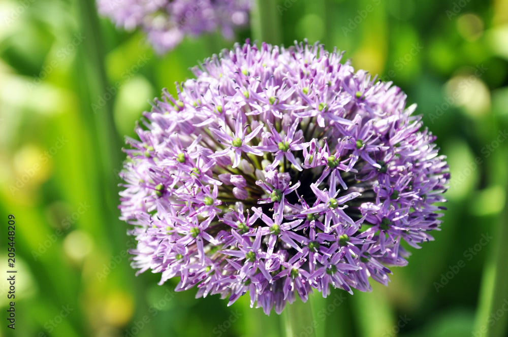 background, flower, green, onion, allium, natural, garden, nature, purple, gardening, plant, leaf, blossom, flora, bloom, decorative, botanical, blooming, beauty, color, summer, beautiful, closeup, fr background, flower, green, onion, allium, natural, garden, nature, purple, gardening, plant, leaf, blossom, flora, bloom, decorative, botanical, blooming, beauty, color, summer, beautiful, closeup, fr