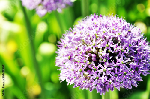 background  flower  green  onion  allium  natural  garden  nature  purple  gardening  plant  leaf  blossom  flora  bloom  decorative  botanical  blooming  beauty  color  summer  beautiful  closeup  fr