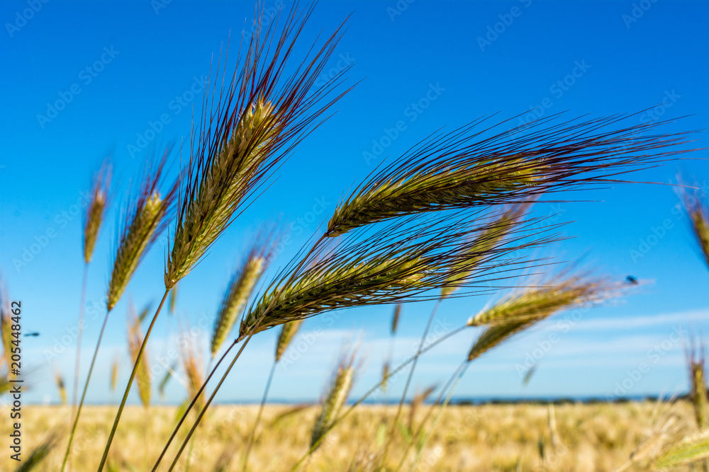 Horizontal View of some Hears of Wheat on Wheat Field and Blue Sky Background Horizontal View of some Hears of Wheat on Wheat Field and Blue Sky Background