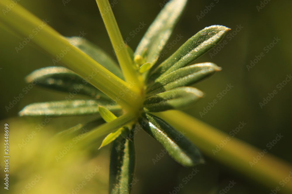 Feuilles d'aspérule odorante plante comestible Feuilles d'aspérule odorante plante comestible