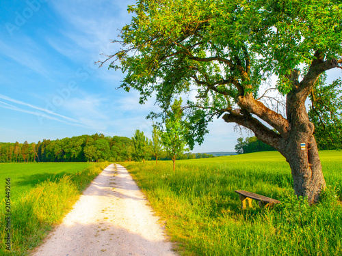 Czech rural landscape. Small wooden bench under the green leafy tree beside country road. Idyllic place to have a rest.