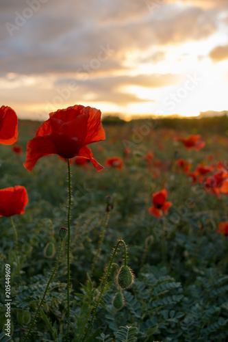 Vertical View of Poppies Field Illuminated by the Setting Sun on Cloudy Sky Background. Pulsano, Taranto, South of Italy