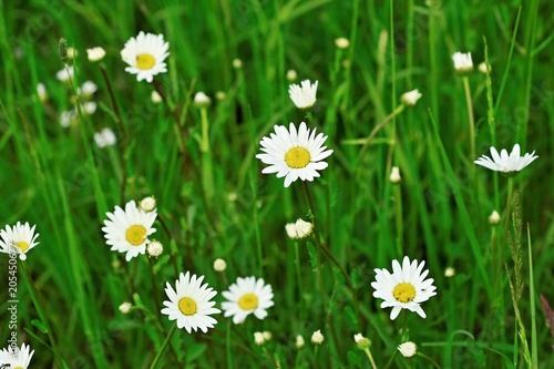 Bunch of wild white and yelow colored dandelions growing in green grass on a meadow on spring sunny day