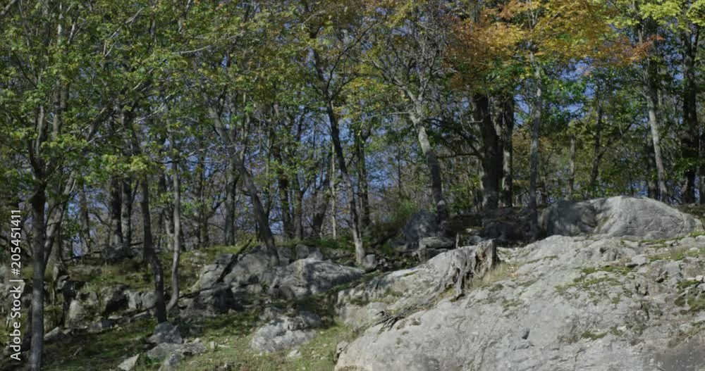 Forest next to rock face - autumn leaves falling Forest next to rock face - autumn leaves falling