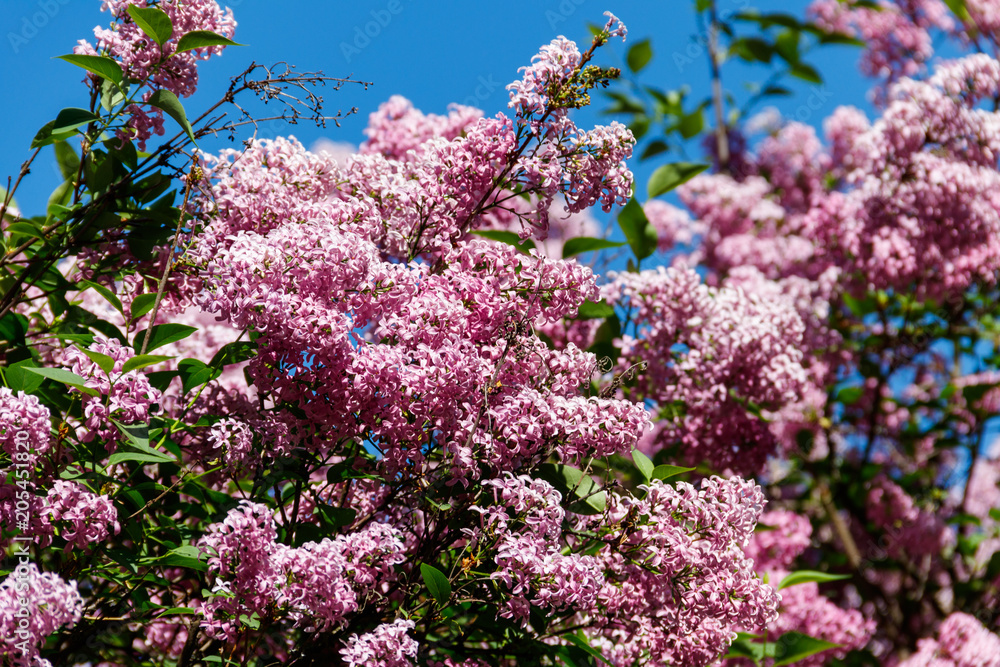 Purple lilac flowers on a bush Purple lilac flowers on a bush