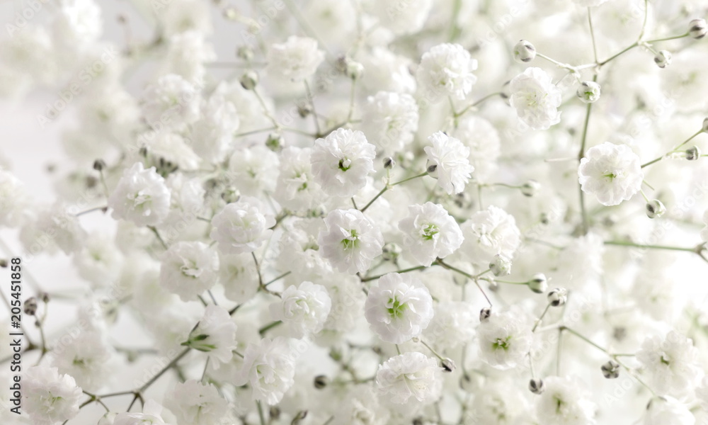 Floral beautiful light background. Small white flowers. Flowers Gypsophila. - obrazy, fototapety, plakaty 