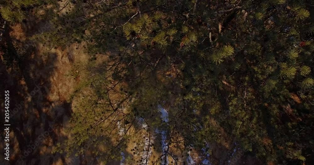 Aerial flight over coniferous trees in the Far Eastern Marine Reserve in Primorsky Krai Aerial flight over coniferous trees in the Far Eastern Marine Reserve in Primorsky Krai