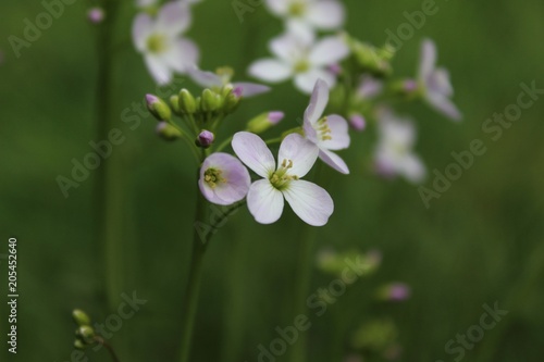 Blühendes Wiesen-Schaumkraut (Cardamine pratensis), Nahaufnahme mit selektivem Fokus