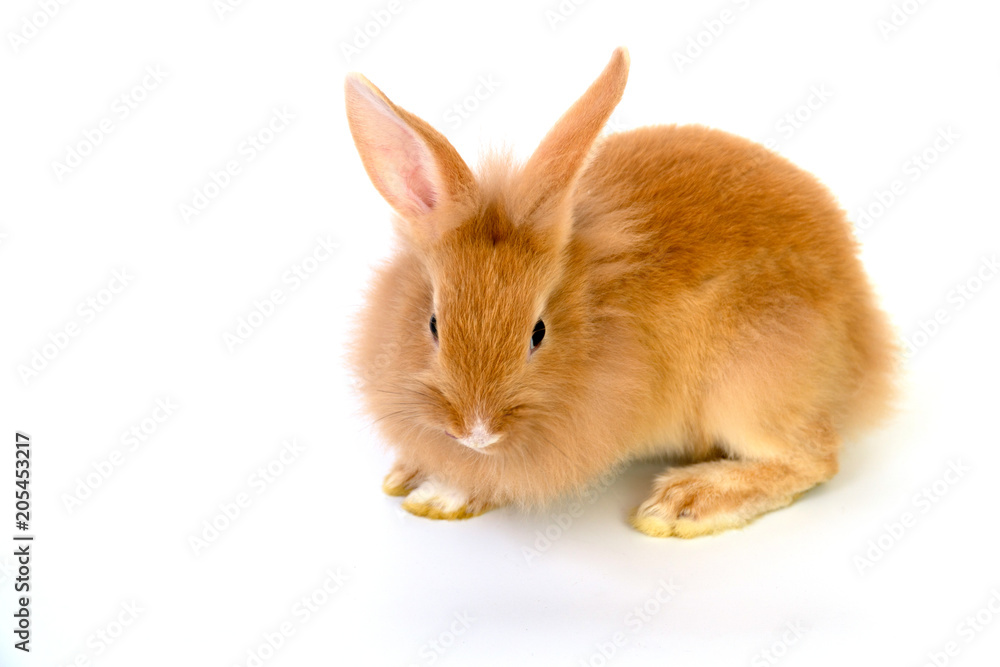 Close up brown rabbit on white background. Close up brown rabbit on white background.