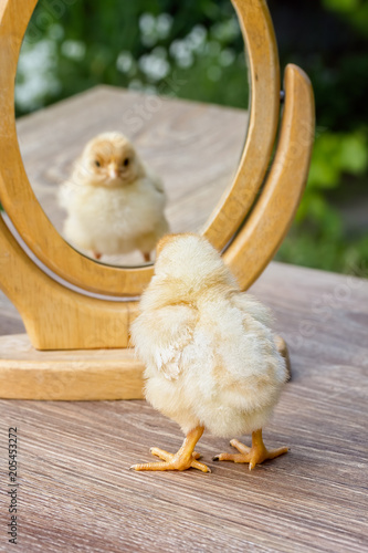 Little chick looks at the table mirror