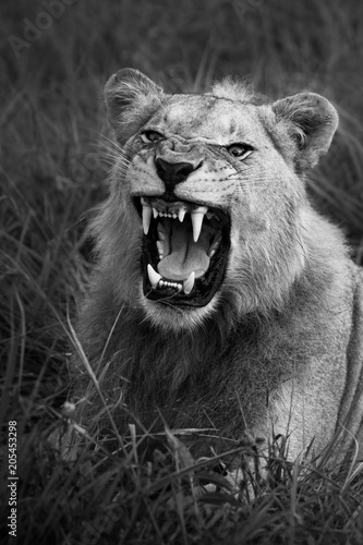 Mighty Lion watching the lionesses who are ready for the hunt in Masai Mara, Kenya (Panthera leo)	