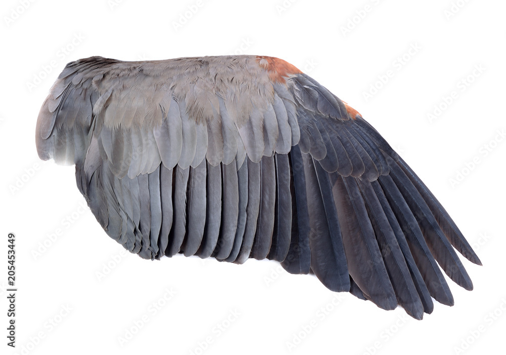 Naklejka premium bird wings isolated on white background