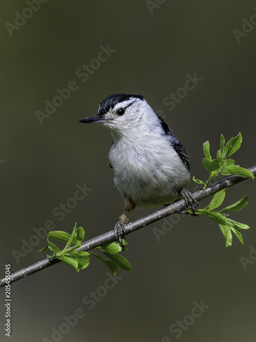 White-breasted Nuthatch in Spring