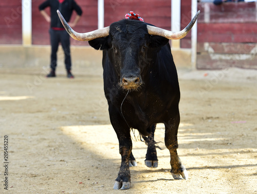 toro en españa