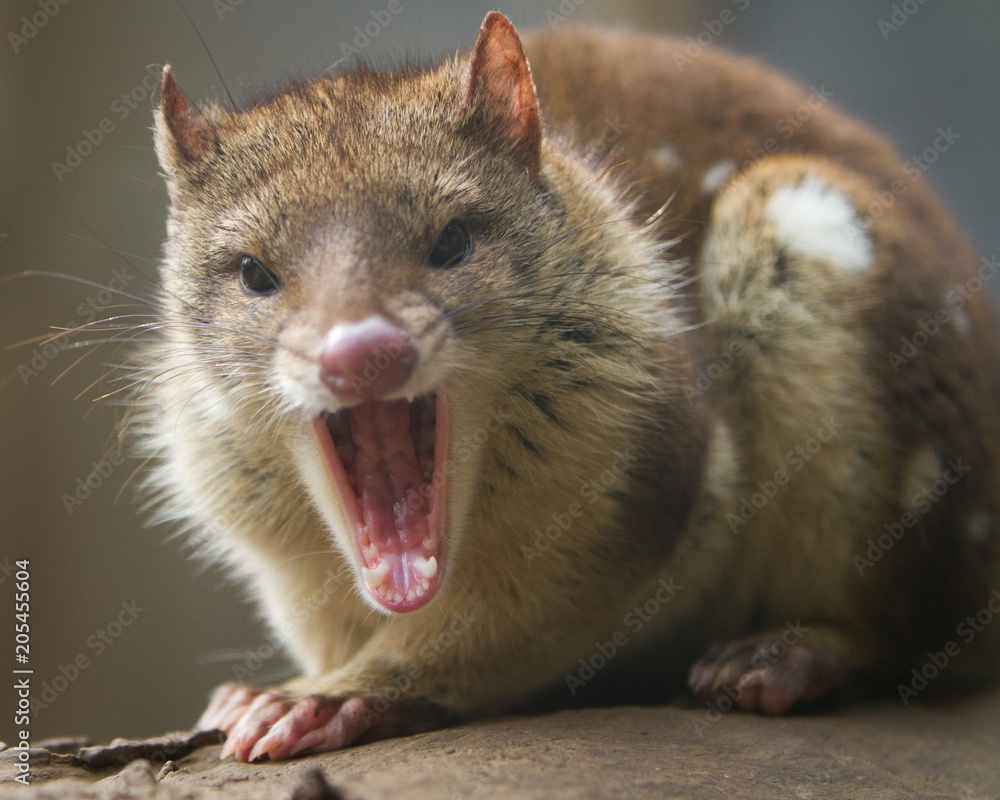 Close up of an Aggressive Quoll Close up of an Aggressive Quoll