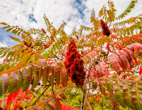 Large red sumac plant in fall.