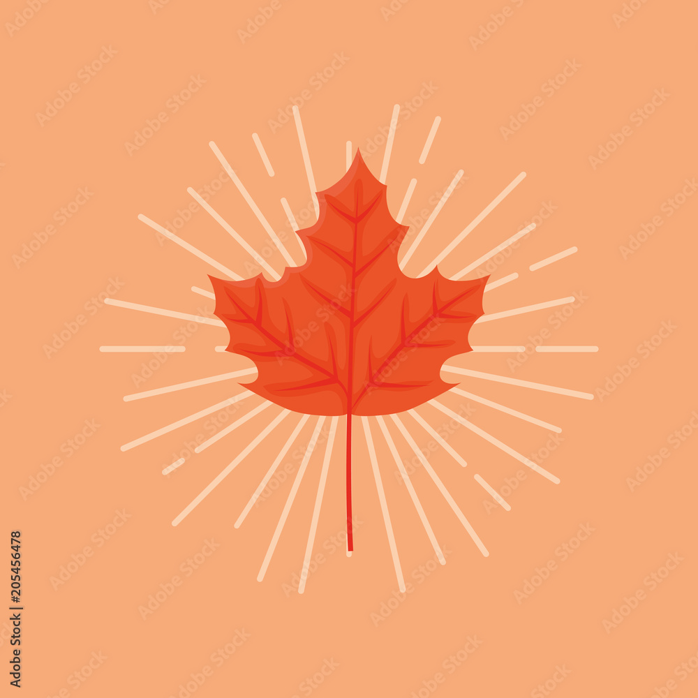 Autumn leaves design with red maple leaf icon over orange background, colorful design vector illustration Autumn leaves design with red maple leaf icon over orange background, colorful design vector illustration