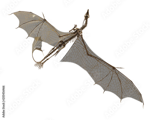 dragon skeleton in a white background